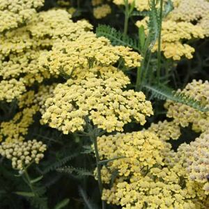 Achillea 'Terracotta' ---